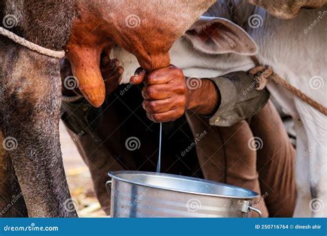 ,indian Women Milking Cow with Hands,details of Manual Milking Milk in ...