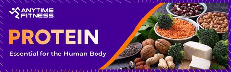 Protein-Essential-for-the-Human-Body - Anytime Fitness