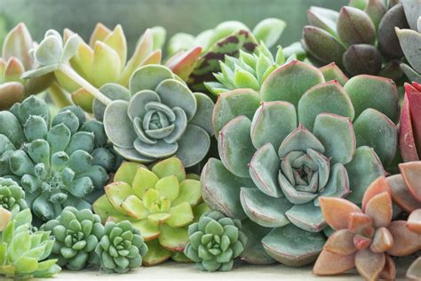 Different Types Of Succulents