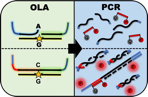 A Software Tool for Reagent Design to Expand Access to Single ...
