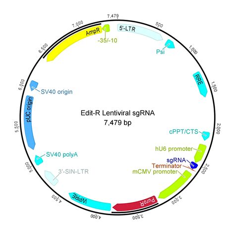 Pcambgfp Vector Map 的图像结果