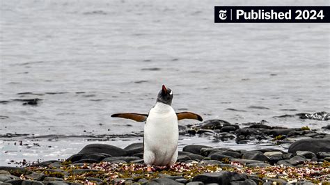 First Bird Flu Deaths Reported In Antarctic Penguins - The New York Times