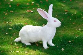 Image result for Healthy Rabbit White Background