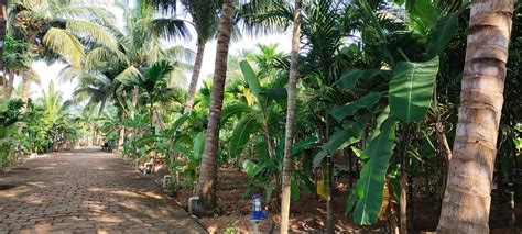SUPEEK FARMS AND COTTAGES (Diveagar, Maharashtra) - Cottage Reviews ...