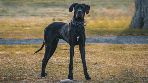 9 Largest Giant Dog Breeds Known For Their Size