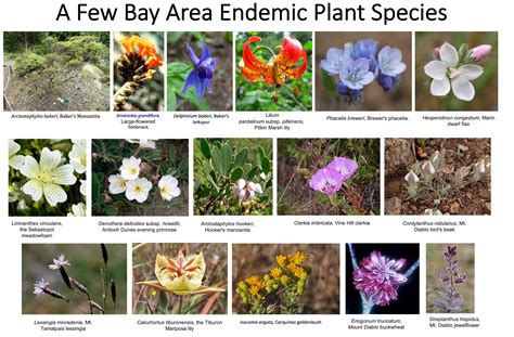 Endemic Species Of Plants