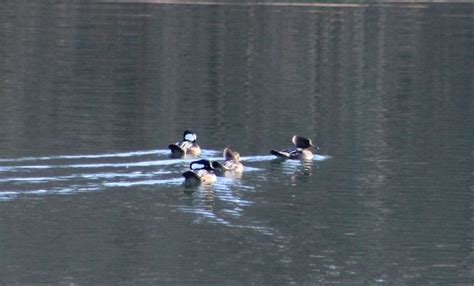 Winter Waterfowl, Little Buffalo State Park, Thompsontown, December 10 ...