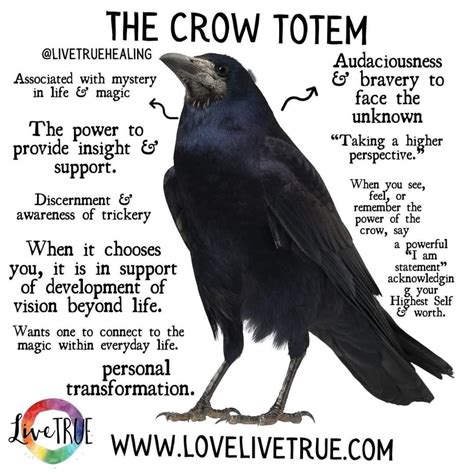 Spiritual meaning of seeing crows 3 powerful crow symbolism – Artofit