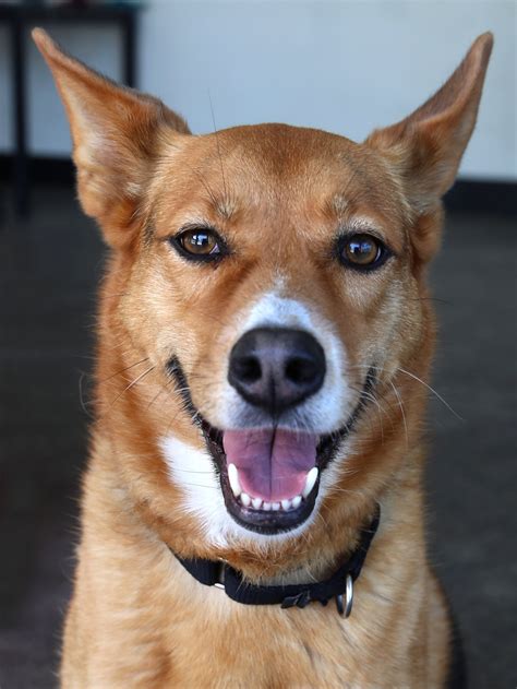 Friends of Berkeley Animal Care Services (FoBACS)