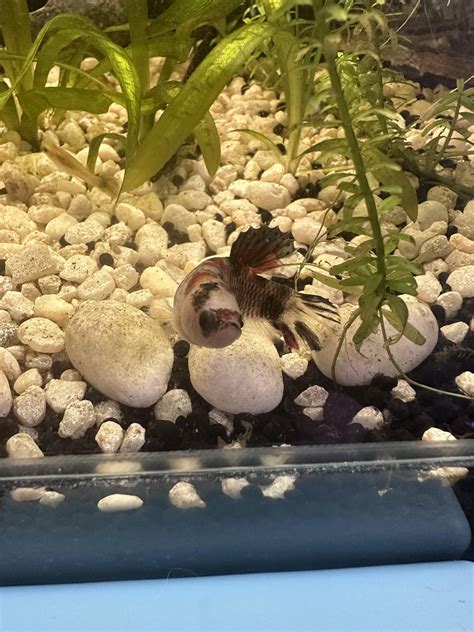 Do betta fish eat bladder snails? : r/bettafish