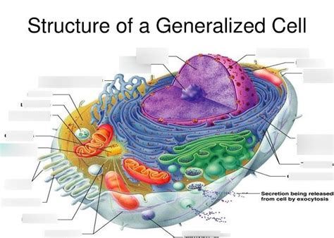 Generalized Cell Structure 的图像结果