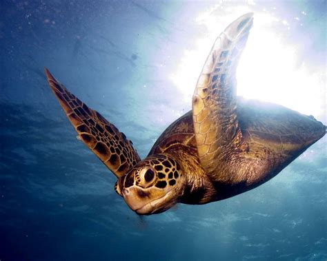 Download wallpaper 1280x1024 barrier reef, sea, swim, turtle standard 5 ...