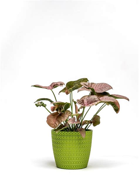 Nested Greens - Oslo Pot 5.5” Inch | Indoor Plant Container | 5.5 inch ...