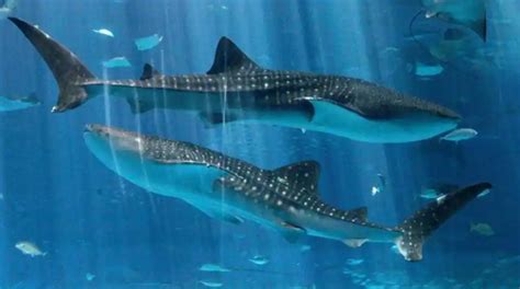 Female Whale Shark Can Live For 150 years