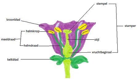 Onderdelen met hun functie - De website van bloemen-en-planten!