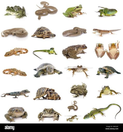 Habitat Of Reptiles And Amphibians at Luke Cornwall blog