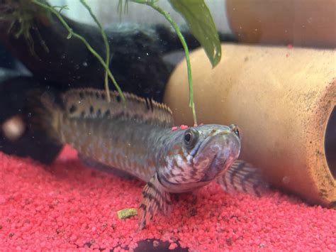 【ひごペットフジグラン神辺店】大型魚が全種類価格より20～30％OFFになっております！！一部生体をご紹介！ - フジグラン神辺店