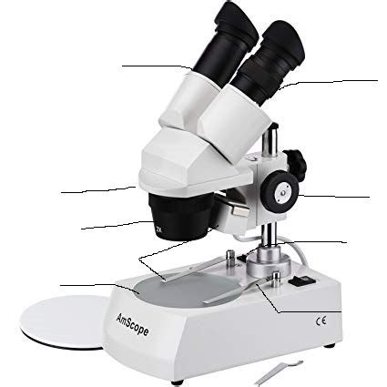 Image result for Objects Under the Dissecting Microscope