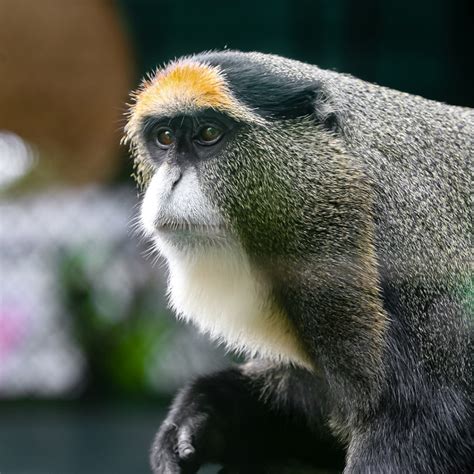 De Brazza Monkey | Lake Tobias Wildlife Park