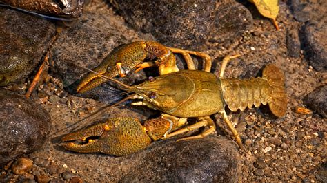 This crayfish raised its claws when it saw me