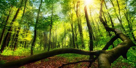 La Nature 的图像结果