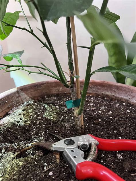 How to prune a Meyer lemon tree 🍋 ️ A step-by-step guide