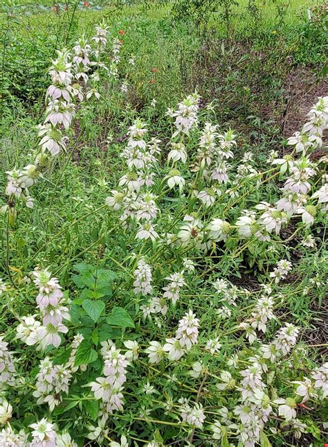 Spotted Bee Balm/Spotted Horsemint - Monarda punctata (4in and 1 gal ...