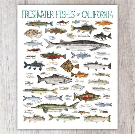 Freshwater Fishes of California | Brush & Bark