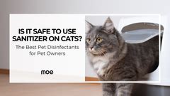 Is It Safe to Use Sanitizer on Cats? Pet Disinfectant Guide – Moe Puppy