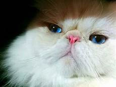 himalayan cats himalayan cat himalayan cats himalayan cat