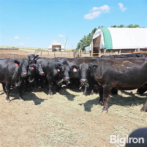 8) 7-10 YO Blk Fall Bred Cows (BID PER HEAD) BigIron Auctions