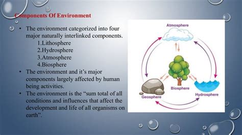 Basic Components of the Environment 的图像结果
