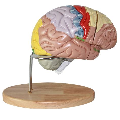 Buy Professional Medical Human Brain Anatomical Model, W/Labels ...