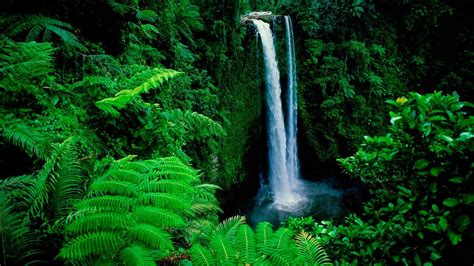 Image result for Forest Background