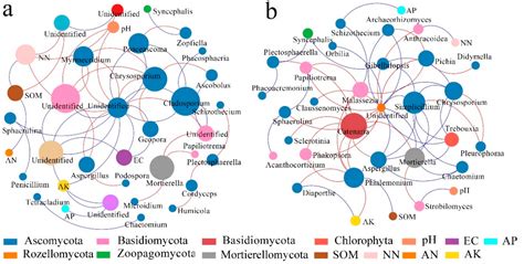 Flooding Irrigation Weakens the Molecular Ecological Network Complexity ...