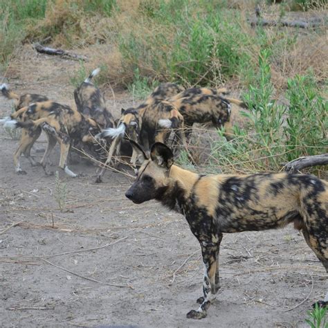 Are African Wild Dogs Really Dogs