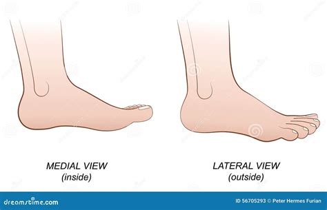 Lateral Vs Medial View at Michael Garretson blog