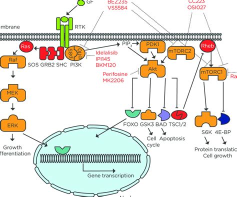 Image result for PI3K Pathway