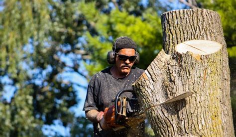 Image result for Alpharetta Tree Service