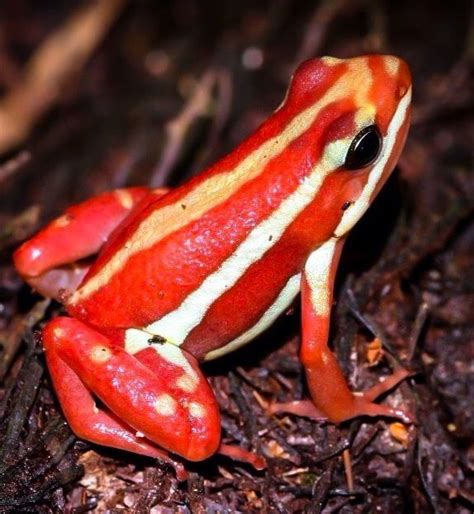 Image result for Poison Tree Frog