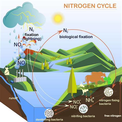 Nitrogen Cycle Steps For Kids