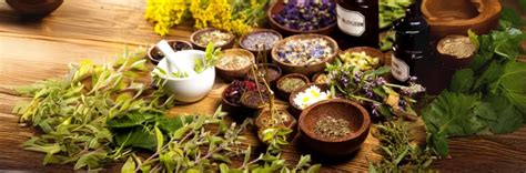 Las plantas medicinales para el aparato digestivo