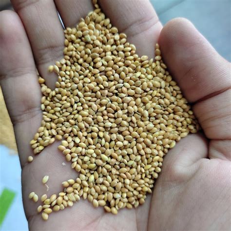 Buy Buy Canoodle® Premium Foxtail Millet Bird Food Mix 950 g | Natural ...