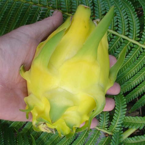 Polynesian Produce Stand : 30 LIVE Seed GOLDEN DRAGON FRUIT Pitaya ...