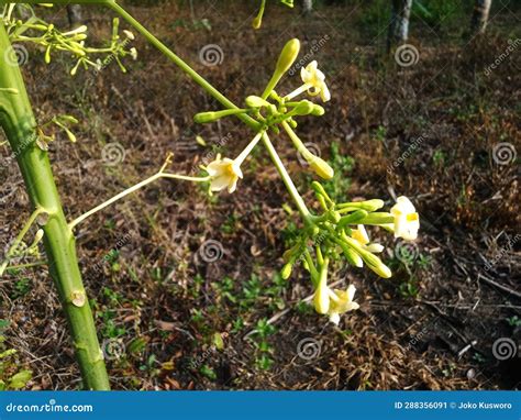 Papaya Flowers Have Good Benefits for Healt Stock Image - Image of beauty, beautiful: 288356091