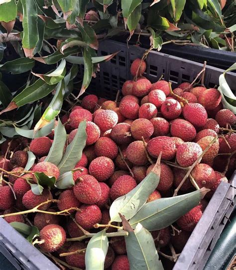 Brewster Lychee Grow Guide - Tropical Tree Guide