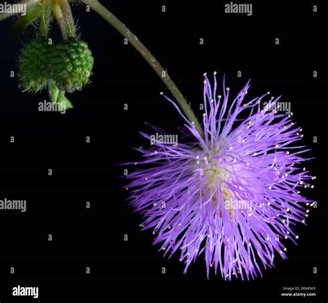 Sensitive plant (Mimosa pudica) flower head against a black backgroud ...