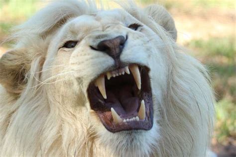 Lion Names - 330+ Awesome Lion Name Ideas with Meanings