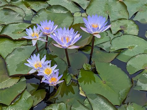 Water Lily Plant