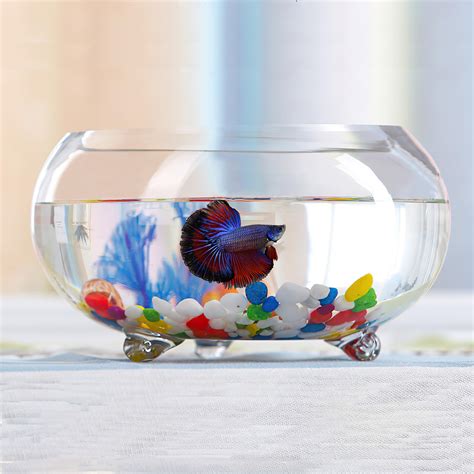 Review of Glass Betta Fish Bowl – Decorative Mini High Clear Fish Tank Kit